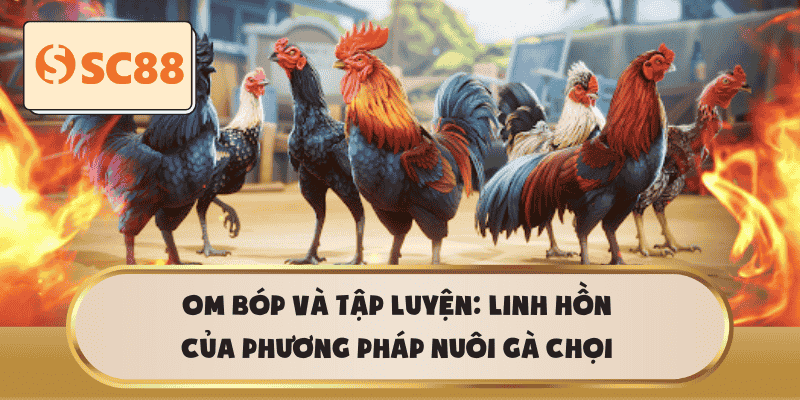 Om bóp và tập luyện: Linh hồn của phương pháp nuôi gà chọi